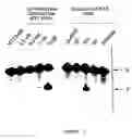 Fig. 07 - Polymearase III-based expression of therapeutic RNAs
