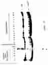 Fig. 08 - Polymearase III-based expression of therapeutic RNAs
