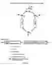 Fig. 18 - Polymearase III-based expression of therapeutic RNAs