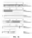 Fig. 17 - Polynucleotides and polypeptides encoding receptors
