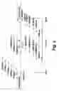 Fig. 03 - Avian gene expression controlling regions