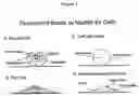 Fig. 02 - Microbead-based test methods for fluorescence imaging systems