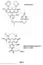 Fig. 08 - Target sequences for synthetic molecules