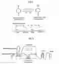 Fig. 03 - Biosensor for determining an allergen with operating procedures