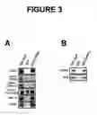 Fig. 04 - Regulation of gene expression by protein methylation
