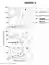 Fig. 10 - Regulation of gene expression by protein methylation