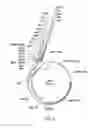 Fig. 04 - Plasmid system for multigene expression