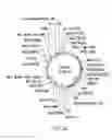 Fig. 05 - Plasmid system for multigene expression