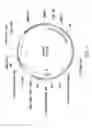 Fig. 08 - Plasmid system for multigene expression