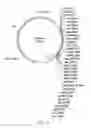 Fig. 12 - Plasmid system for multigene expression