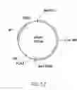 Fig. 13 - Plasmid system for multigene expression