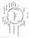 Fig. 16 - Plasmid system for multigene expression