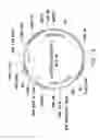 Fig. 17 - Plasmid system for multigene expression