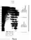 Fig. 15 - Vascular endothelial growth factor 2