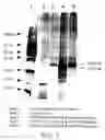 Fig. 16 - Vascular endothelial growth factor 2
