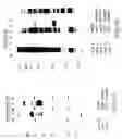 Fig. 17 - Vascular endothelial growth factor 2
