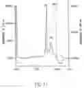 Fig. 19 - Vascular endothelial growth factor 2