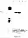 Fig. 22 - Vascular endothelial growth factor 2