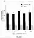 Fig. 28 - Vascular endothelial growth factor 2