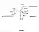 Fig. 04 - Esterases with lipase activity