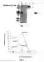 Fig. 02 - Protease inhibitor