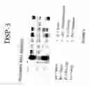 Fig. 05 - DSP-3 dual-specificity phosphatase