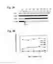 Fig. 04 - Functional mutations in respiratory syncytial virus