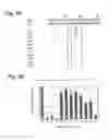 Fig. 06 - Functional mutations in respiratory syncytial virus