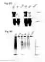 Fig. 07 - Functional mutations in respiratory syncytial virus