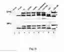 Fig. 09 - Functional mutations in respiratory syncytial virus