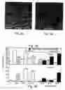 Fig. 04 - Method and apparatus for maintenance and expansion of hemopoietic stem cells and/or progenitor cells