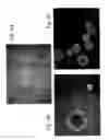 Fig. 03 - Compositions and methods relating to culturing neural stem cells with bone marrow stromal cells