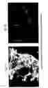 Fig. 07 - Compositions and methods relating to culturing neural stem cells with bone marrow stromal cells