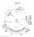 Fig. 03 - Animal integration vector and methods for its use