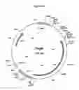 Fig. 05 - Animal integration vector and methods for its use