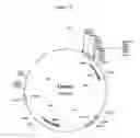 Fig. 06 - Animal integration vector and methods for its use