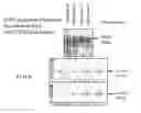 Fig. 01 - Method for obtaining a cell model capable of reproducing in vitro the metabolic idiosyncrasy of humans