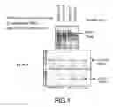 Fig. 02 - Method for obtaining a cell model capable of reproducing in vitro the metabolic idiosyncrasy of humans