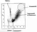 Fig. 01 - Method of measurement of nucleated red blood cells