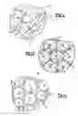 Fig. 04 - Molecular topological fractionation of macromolecules