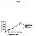 Fig. 08 - Methods for detecting half-antibodies using chip-based gel electrophoresis