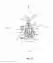 Fig. 12 - Drive sprocket wheel slide restricting structure of bicycle transmission