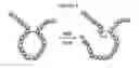 Fig. 08 - Long lasting natriuretic peptide derivatives