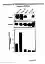 Fig. 02 - Methods for assessing cisplatin resistance, disease progression, and treatment efficacy in ovarian cancer