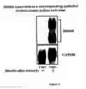 Fig. 06 - Methods for assessing cisplatin resistance, disease progression, and treatment efficacy in ovarian cancer