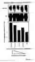 Fig. 22 - Methods for assessing cisplatin resistance, disease progression, and treatment efficacy in ovarian cancer