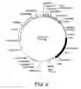 Fig. 06 - Use of cationic lipids to generate anti-tumor immunity