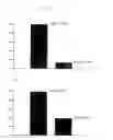 Fig. 10 - Uridine administration stimulates membrane production