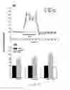 Fig. 13 - Uridine administration stimulates membrane production