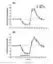 Fig. 14 - Uridine administration stimulates membrane production